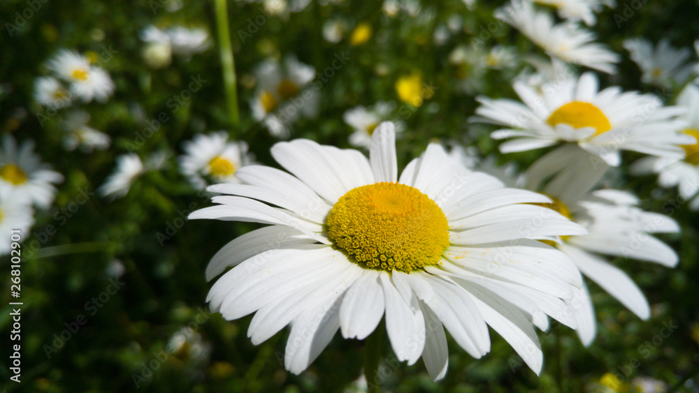 Closeup image of chamomile flowers growing on meadow in park at sunny summer day Closeup image of chamomile flowers growing on meadow in park at sunny summer day