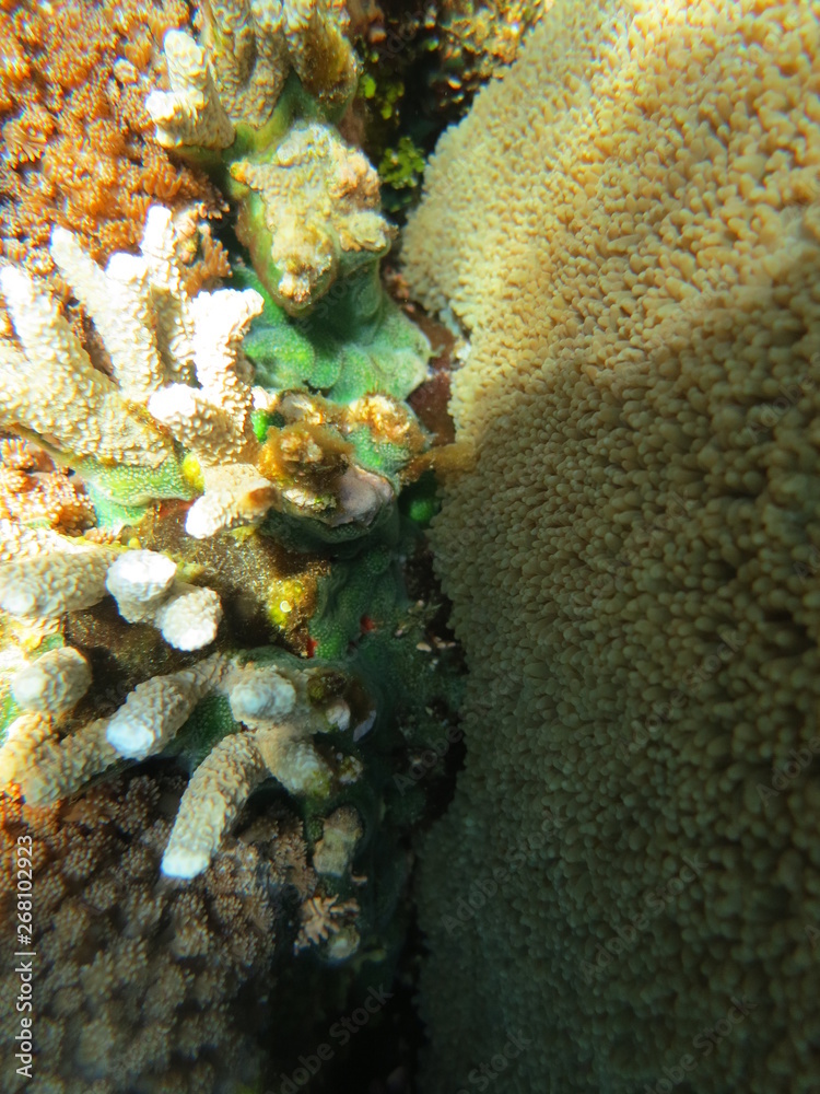 Obraz premium Arrecife de coral