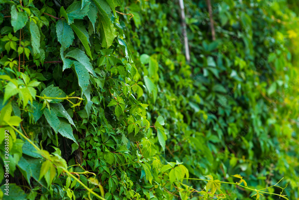 Green Lawn grass top view. Fresh nature concept Green Lawn grass top view. Fresh nature concept