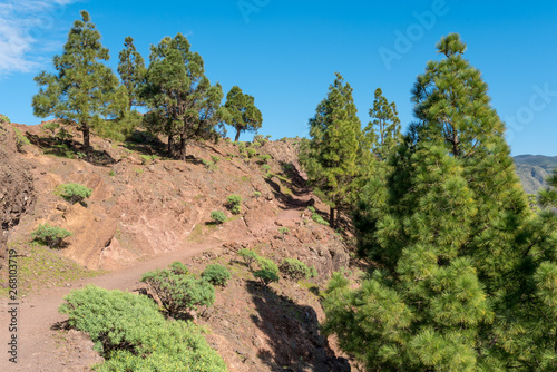 On the long distance trail from the Valle Gran Rey to the village Arure in the highlands of La Gomera. The mountain path leads over the left altitude of the ravine Barranco de Arure
