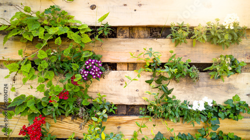 Closeup beautiful image of flowers grwoing through wooden board on decorative wall. Creative flower bed in urban garden photo