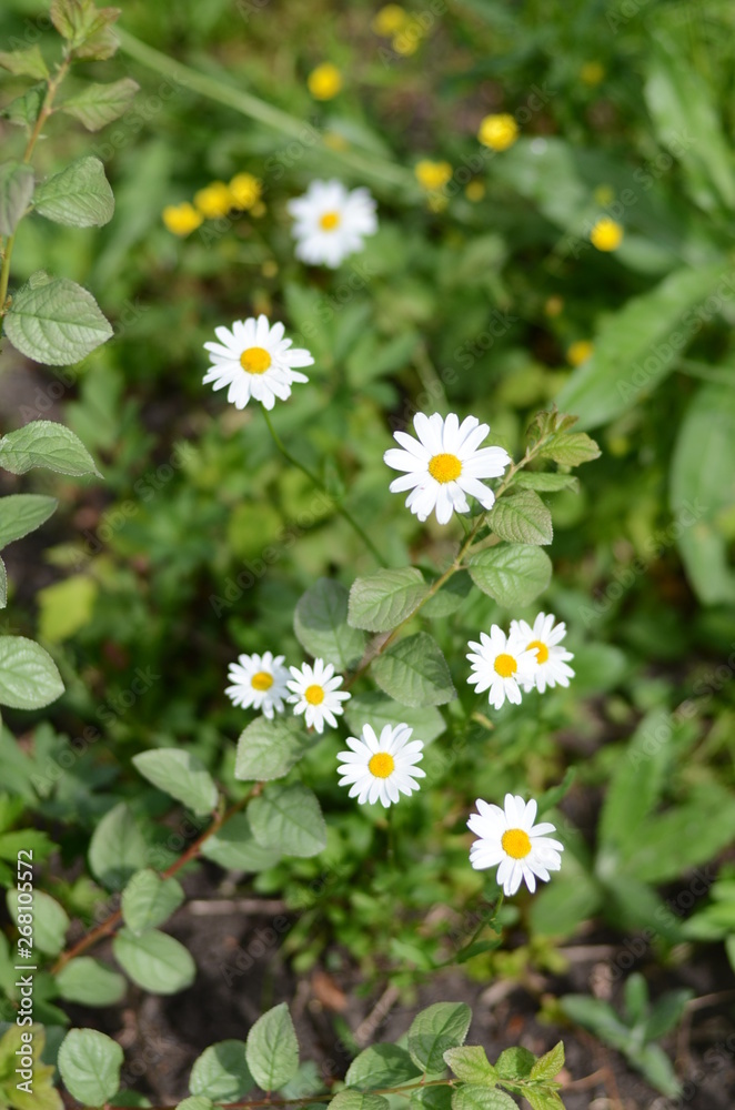 white daisies in green grass on a summer meadow gently bloom white daisies in green grass on a summer meadow gently bloom