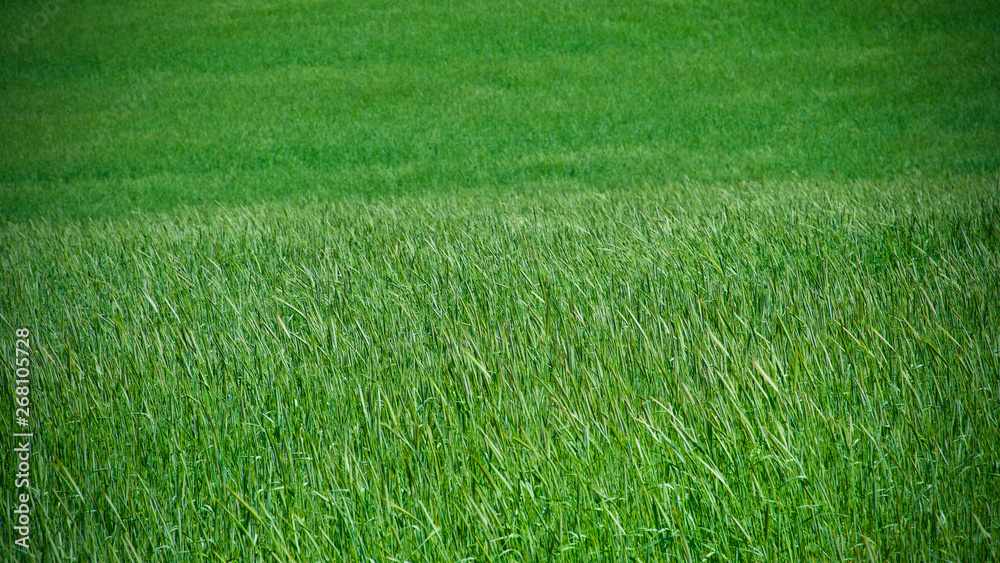 wheat and spikes and green bushes