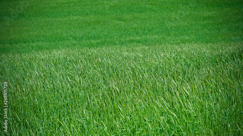 wheat and spikes and green bushes