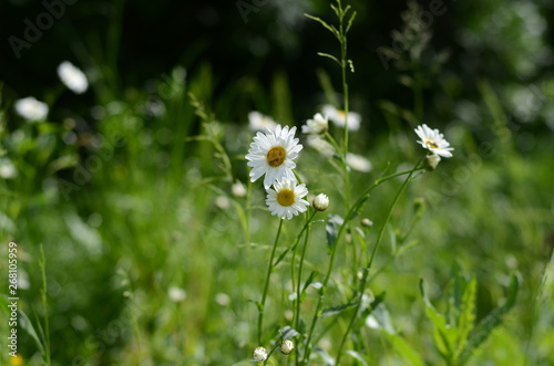 white chamomile in green grass on a summer meadow gently bloom