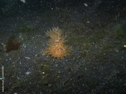 Frog fish en el arrecife photo