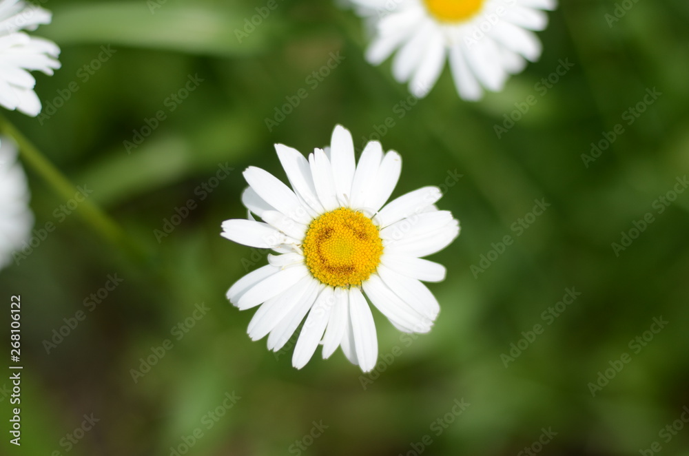 Fototapeta premium white chamomile in green grass on a summer meadow gently bloom