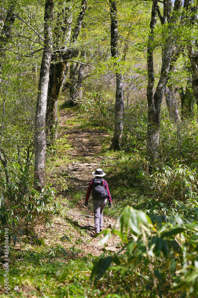 禿岳登山道のブナ林を歩く女性 禿岳登山道のブナ林を歩く女性