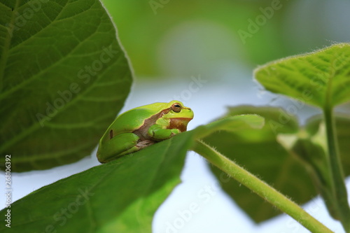 European tree frog on green leaf