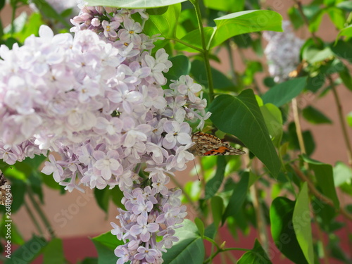 Butterfly Vanessa cardui on lilac flowers. Pollination blooming lilacs. Vanessa cardui. photo