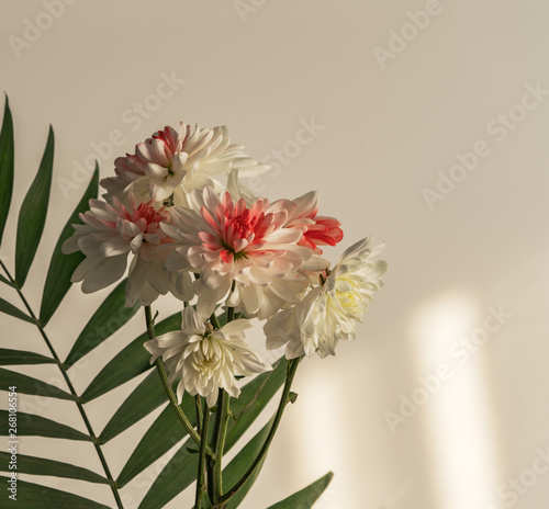 Chrysanthemum flower on a beautiful background © Igor