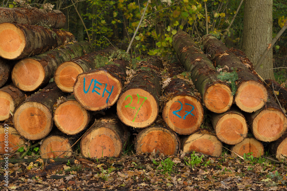 wood logging in the netherlands wood logging in the netherlands