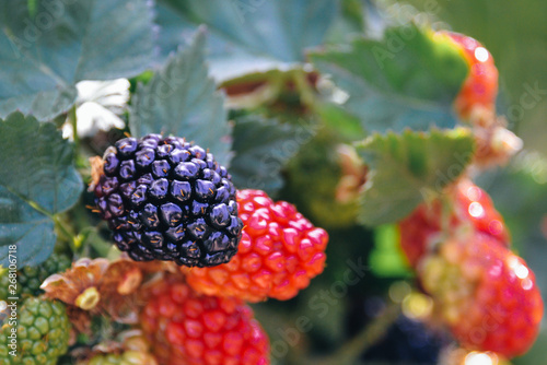 Blackberries