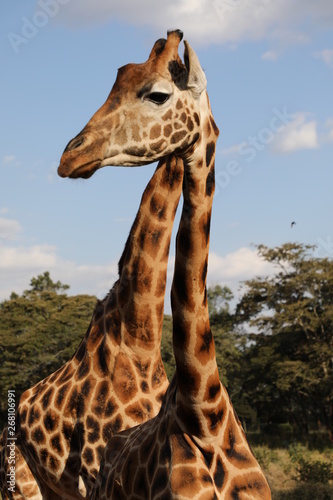 Photography giraffes