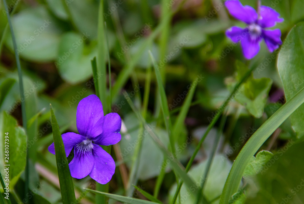 Violette de Rivinus en fleur