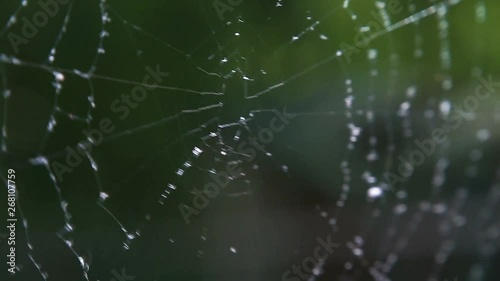 Cobwebs in the forest with dew drops.