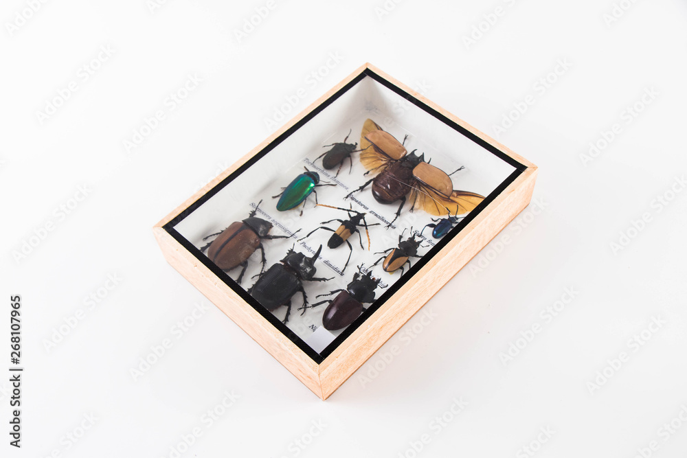 Rare insects in wooden boxes Rare insects in wooden boxes