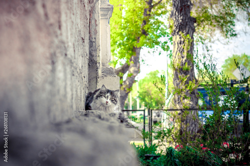 on the right is a bright and colorful urban landscape  and on the left is a dull colorless cat  concept photography show the problem of stray animals in an urban environment