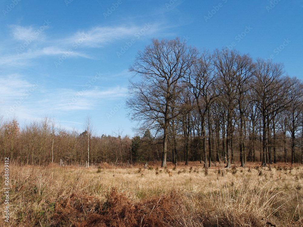 empty clearing in the forest in early springtime. empty clearing in the forest in early springtime.