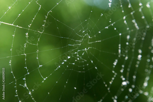 Cobwebs in the forest with dew drops.