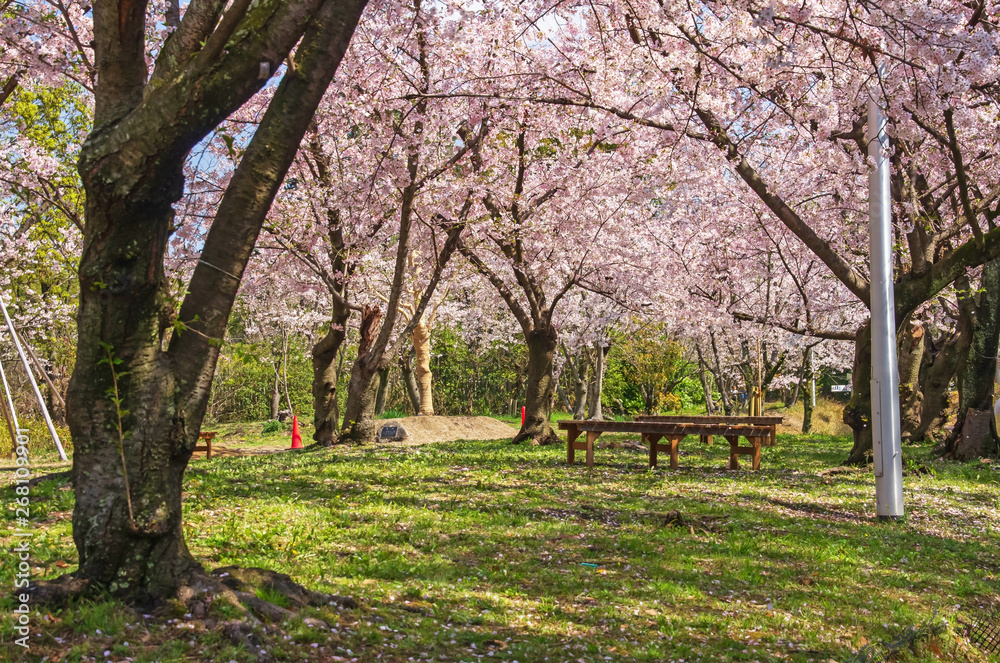 服部緑地・桜の咲く風景