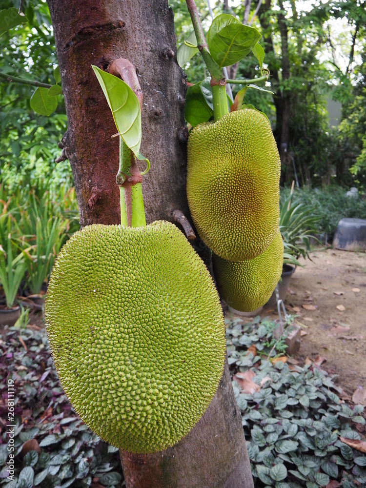 Jack fruits tree Jack fruits tree