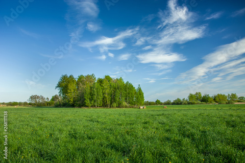 Group of trees on a green meadow and white clouds on a blue sky