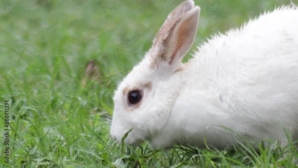 Close-up of white rabbit eating grass in the rain. Close-up of white rabbit eating grass in the rain.