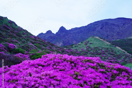 ミヤマキリシマの花が満開の阿蘇中岳の風景 © 初男 竹本