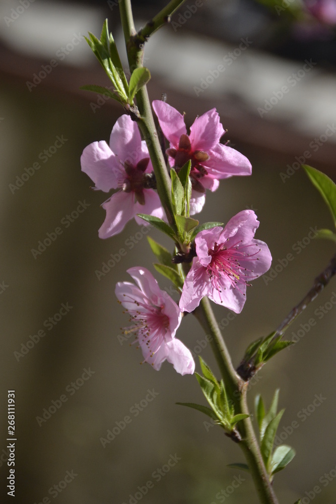 Obraz premium fruit blossom