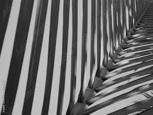 Background of coconut leaf leaves from black and white.