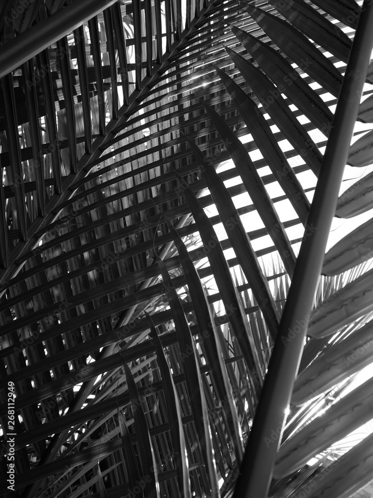 Background of coconut leaf leaves from black and white.