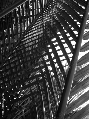 Background of coconut leaf leaves from black and white.