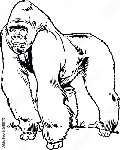 Cartoon gorilla isolated on white background