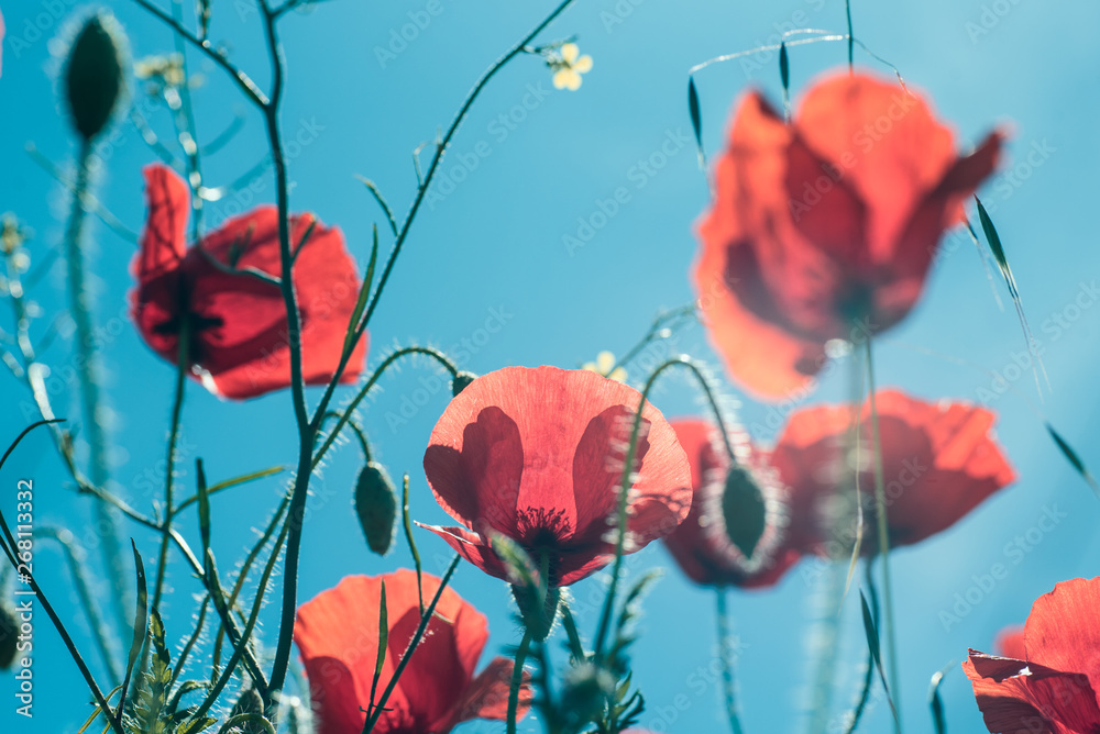 Obraz premium Red poppy flowers