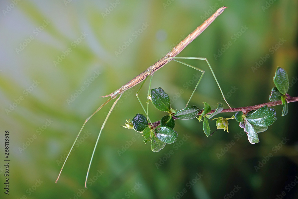 Stick insect or Phasmids (Phasmatodea or Phasmatoptera) also known as
