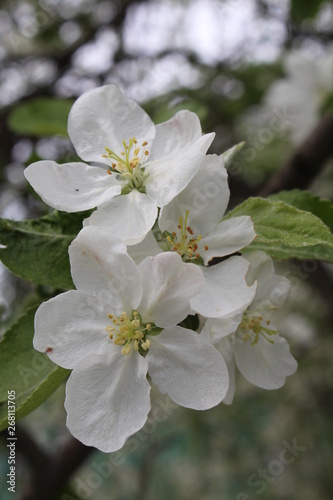 Blossom closeup