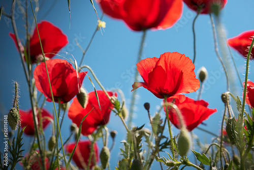 Red poppy flowers