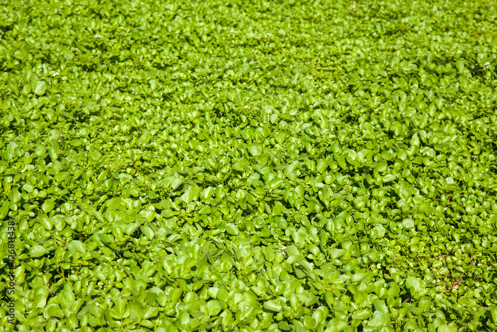 growing watercress background growing watercress background