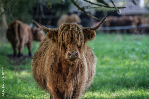 Highland beef on a pasture