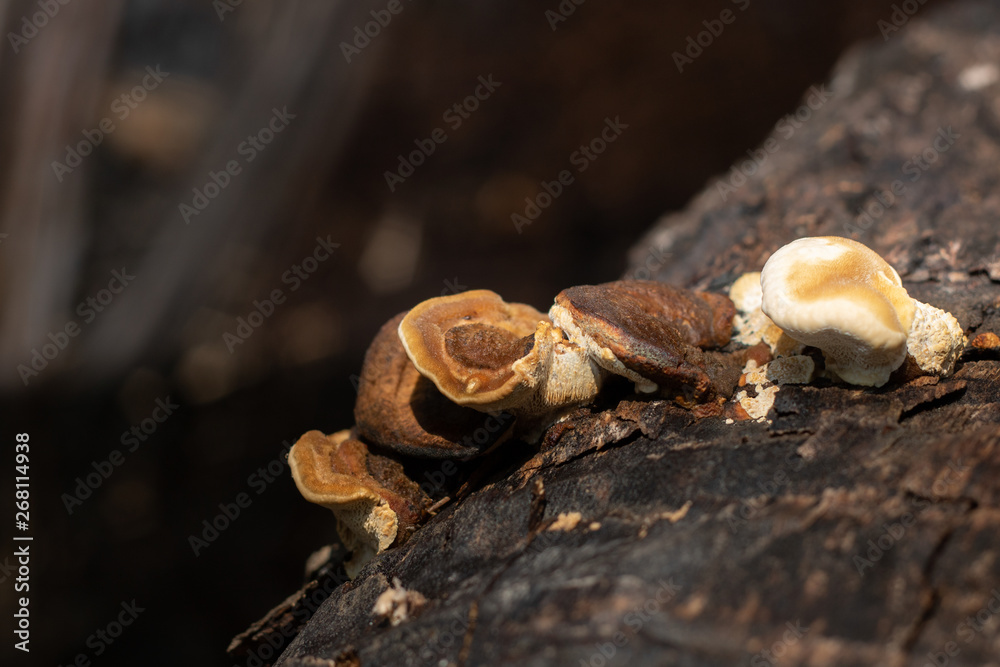 mushroom insect on tree in wild natural