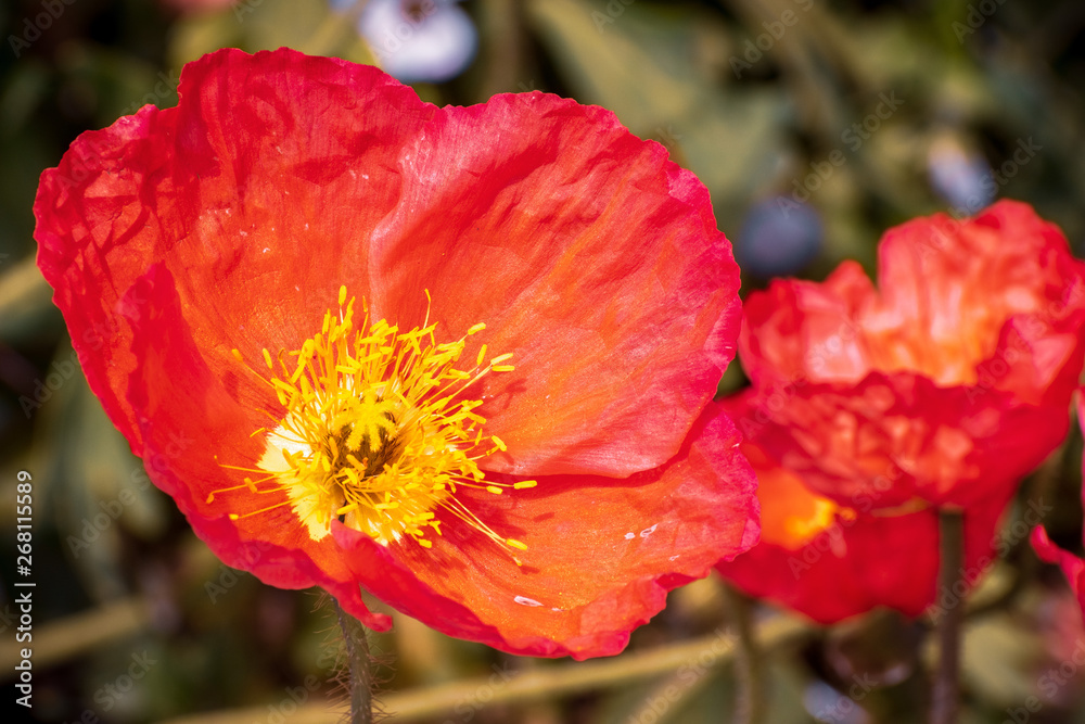 Fototapeta premium Close up of Iceland Poppy (Papaver nudicaule) blooming in a garden