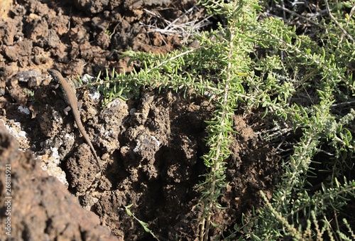 Wallpaper Mural verdure sur lave noire Torontodigital.ca