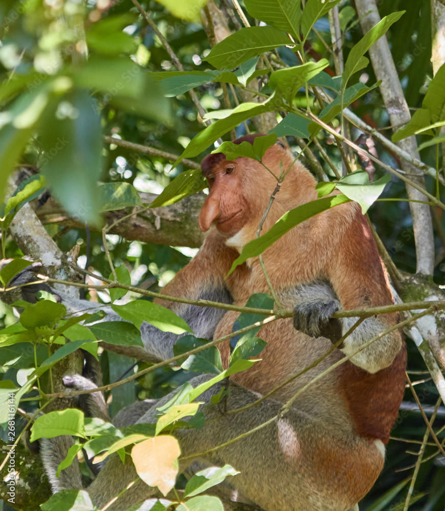 Fototapeta premium Proboscis monkey in Bako National Park