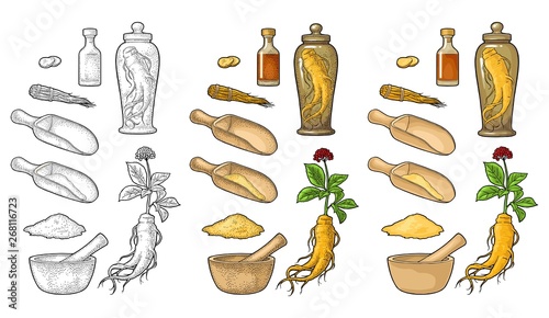 Root and leaves panax ginseng. Vector engraving black illustration