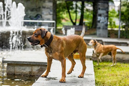 Big dog is having fun at the water