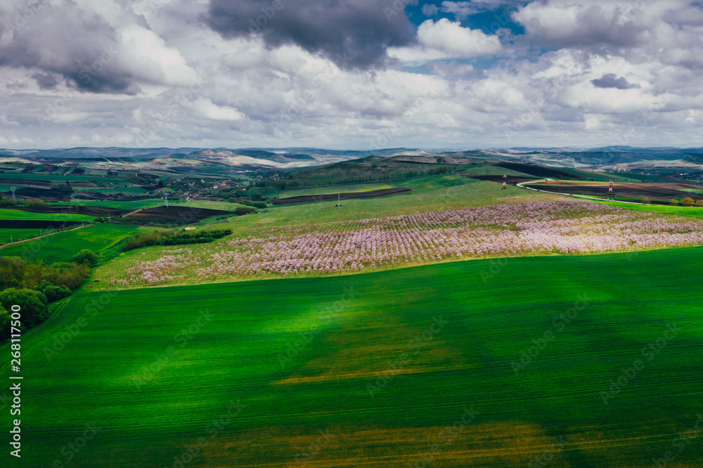 Drone view of wisteria fields