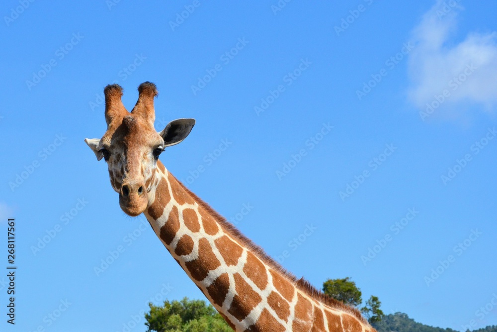 Plakat Closeup of a giraffe. Giraffe looking straight at the camera