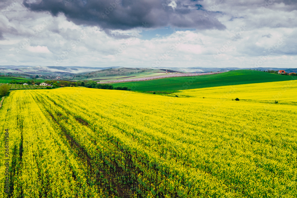 Drone view of rape fields Drone view of rape fields