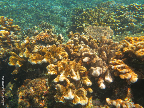 Fototapeta Naklejka Na Ścianę i Meble -  Arrecife de coral 